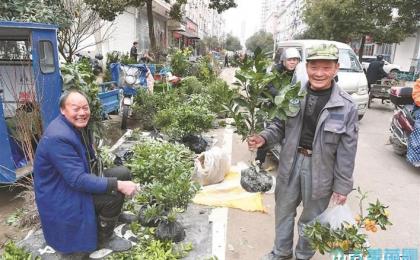 農村集市苗木旺銷