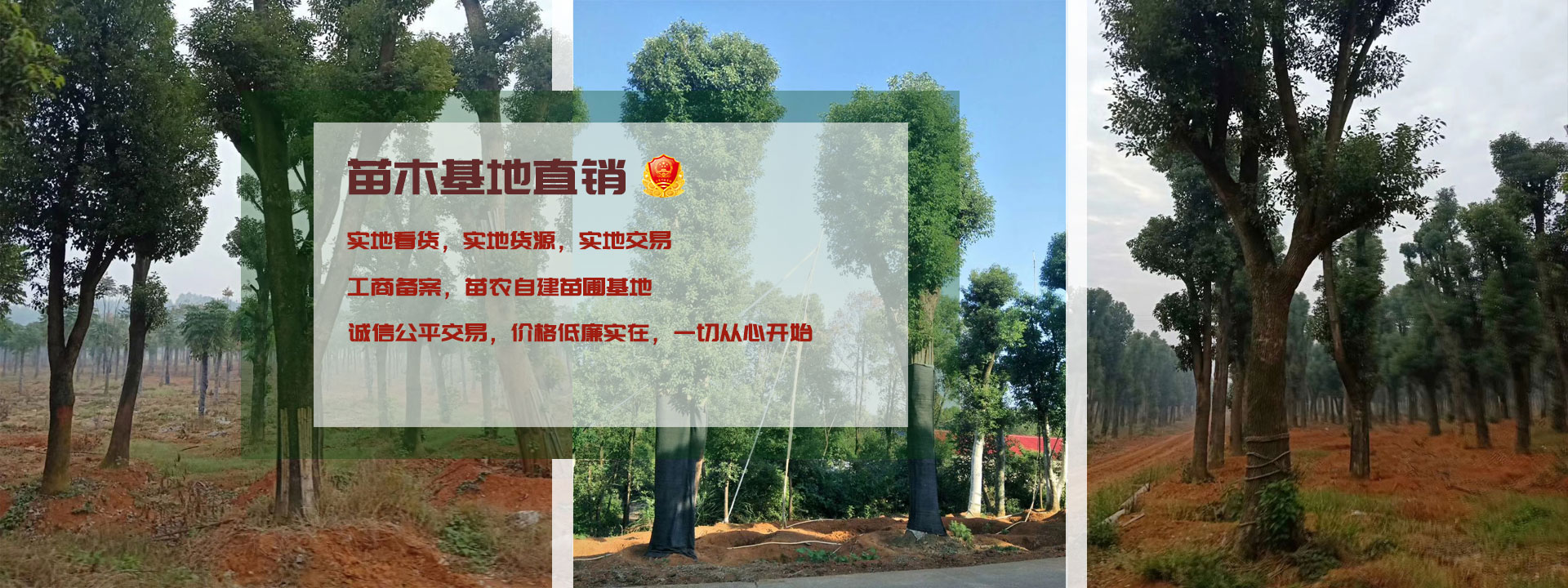 苗木直銷，農戶自建苗圃工商備案，公平交易，價格低廉。