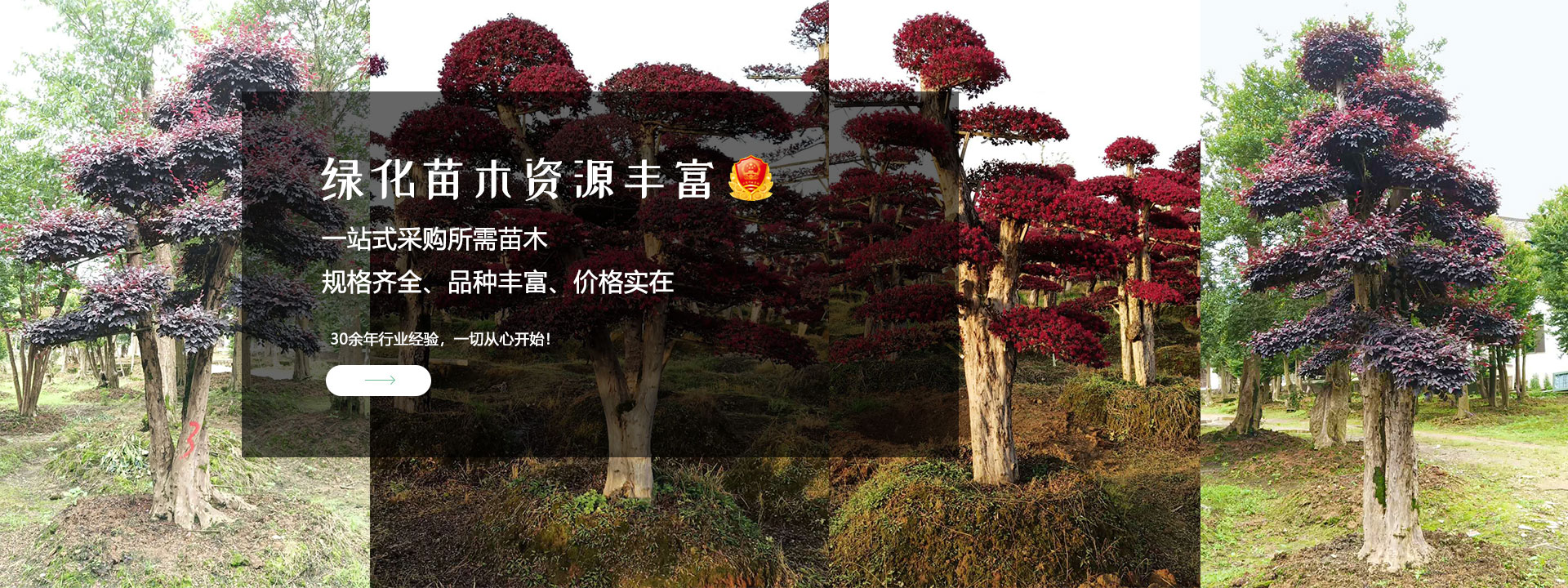 海量苗木資源，價格更低，一站式服務。購買苗木更優的選擇。