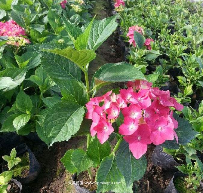 八仙花