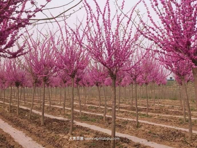 紫荊樹