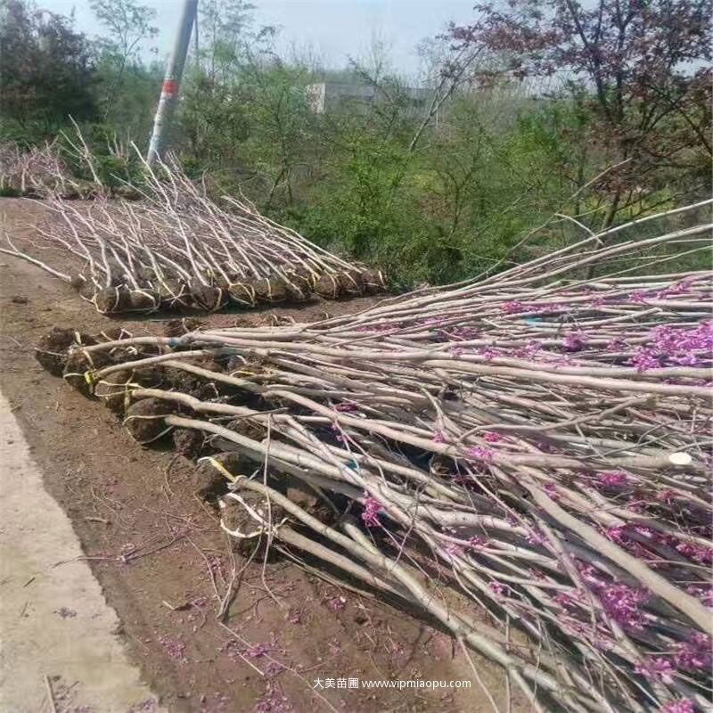 紫荊樹