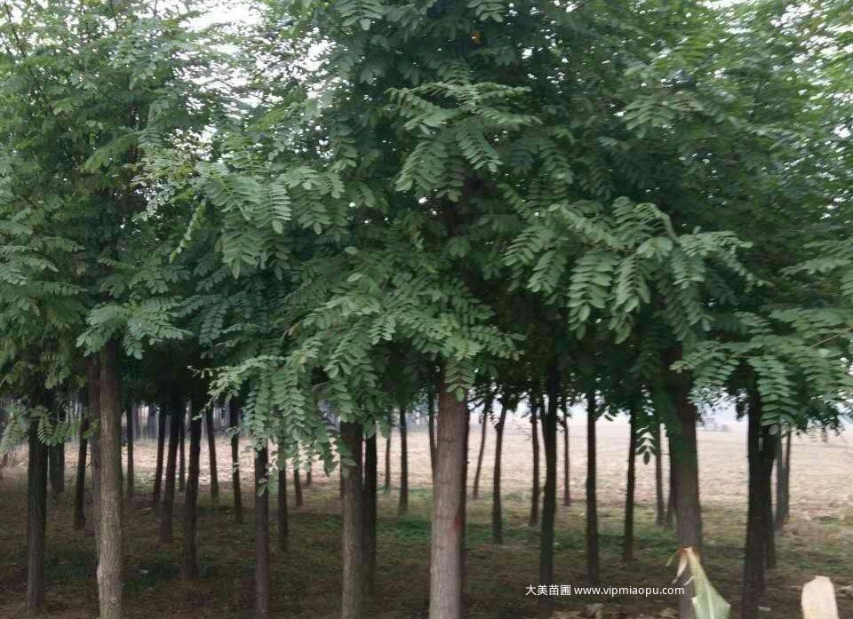 洋槐樹
