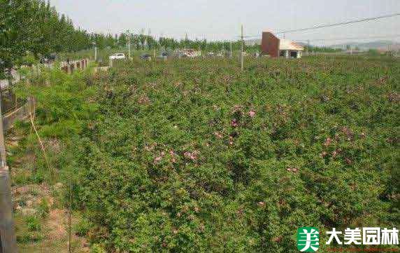 鉆石玫瑰