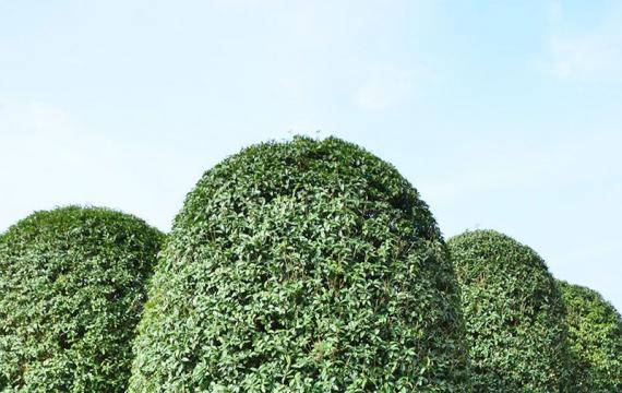 桂花