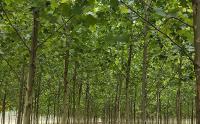 園林綠化中幾種常見速生樹種，發展趨勢怎么樣？