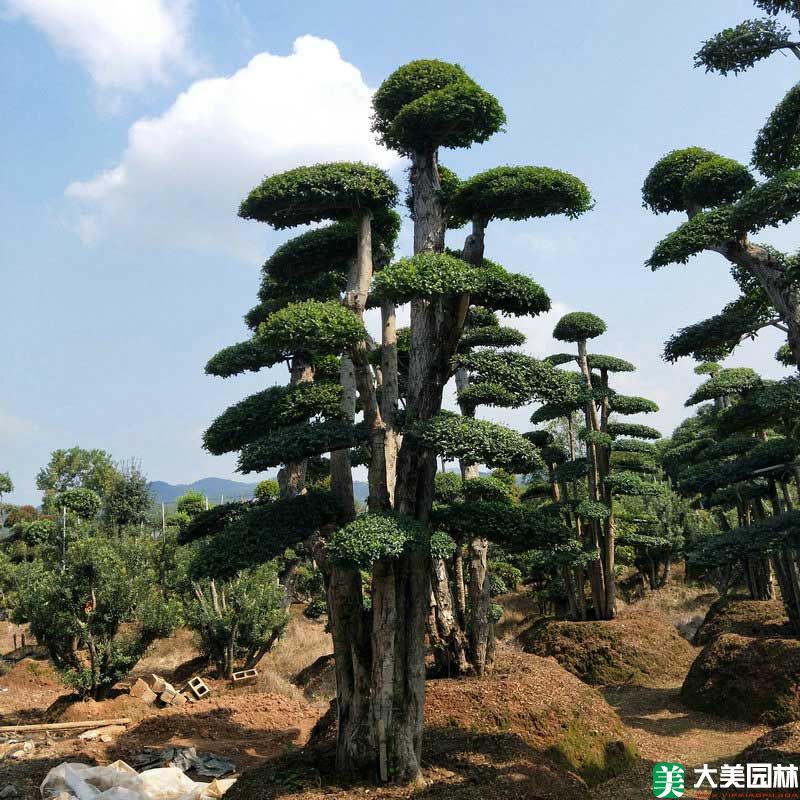 造型榆樹