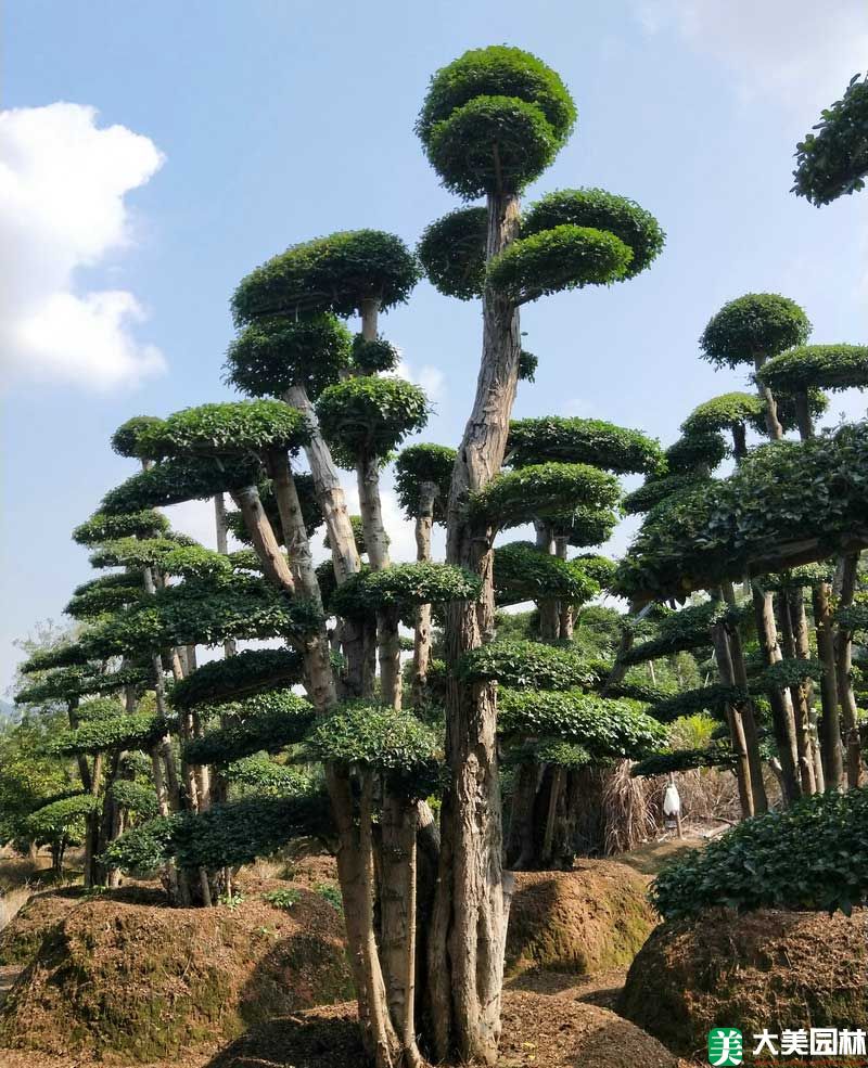 造型榆樹