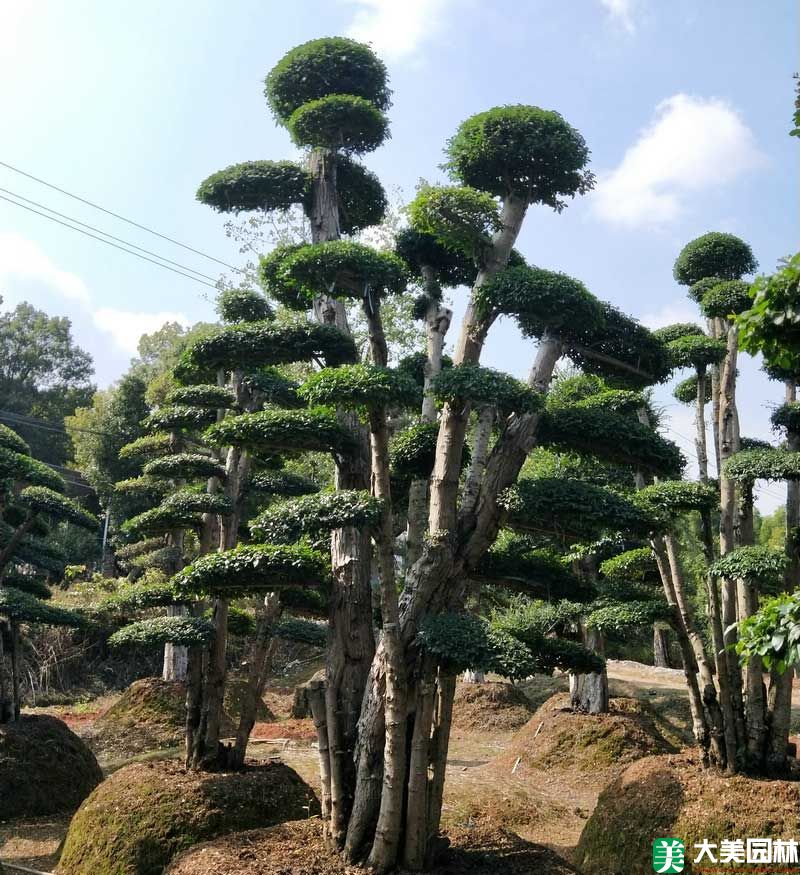 造型榆樹