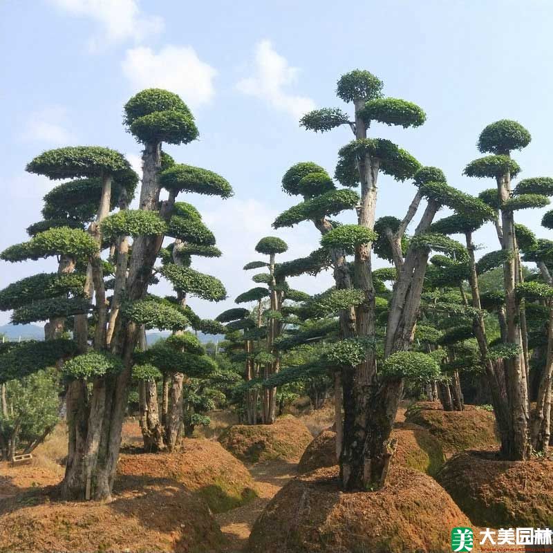造型榆樹