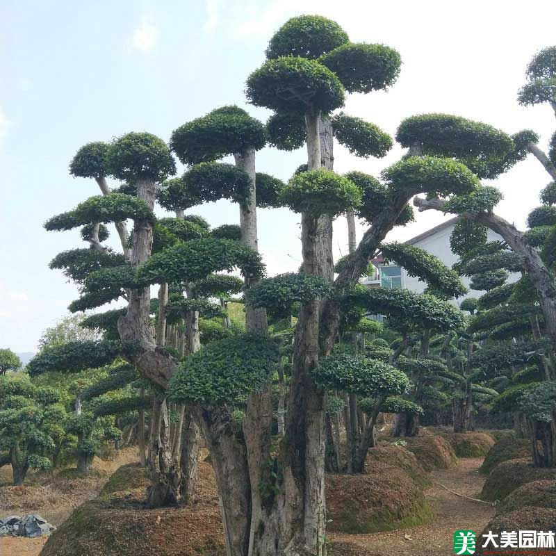 造型榆樹