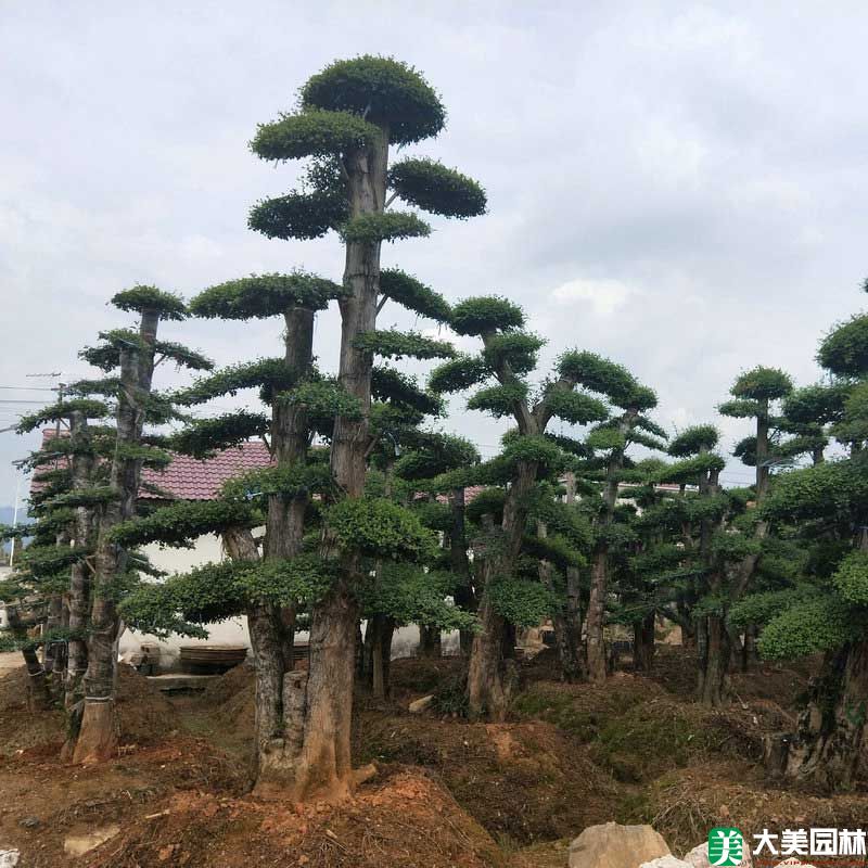 造型榆樹