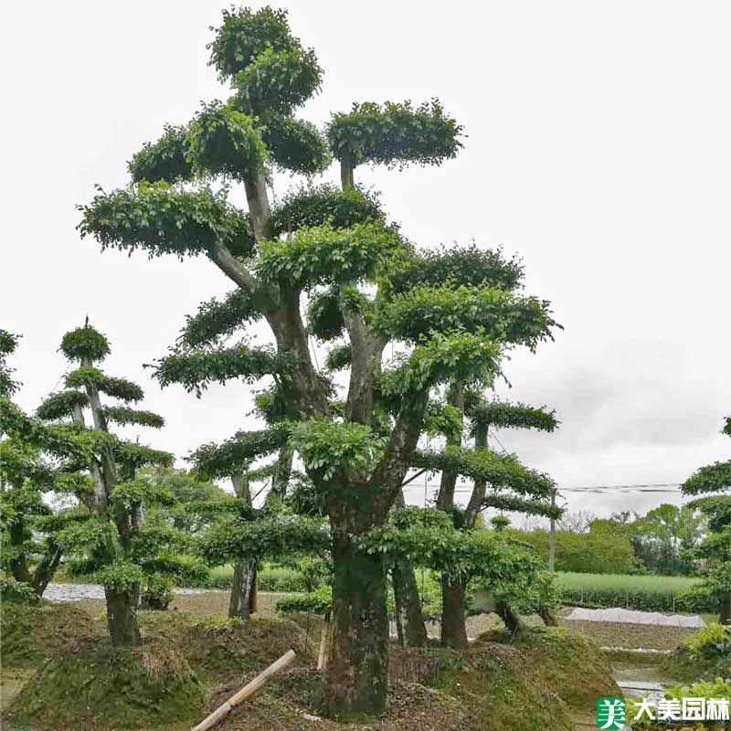 造型榆樹