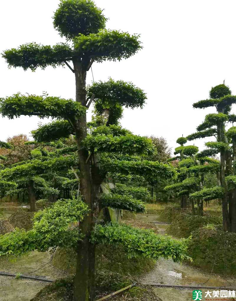造型榆樹