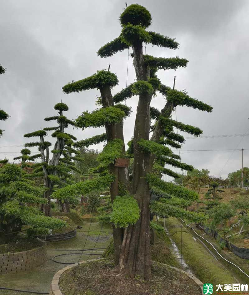 造型榆樹