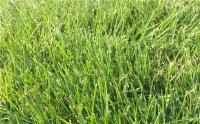 早熟禾草坪具有哪些優點？如何養護能讓草坪狀態更佳