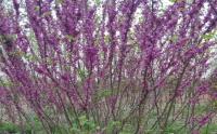 紫荊樹與叢生紫荊的區別