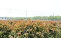 紅葉石楠多少錢一平方米